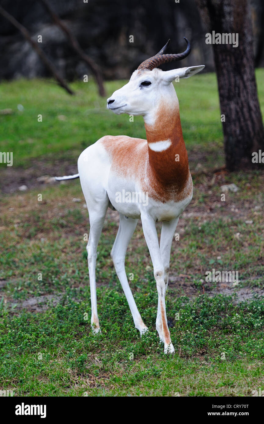 beautiful white antelope in woods in Miami zoo Stock Photo - Alamy beautiful white antelope in woods in Miami zoo Stock Photo - Alamy