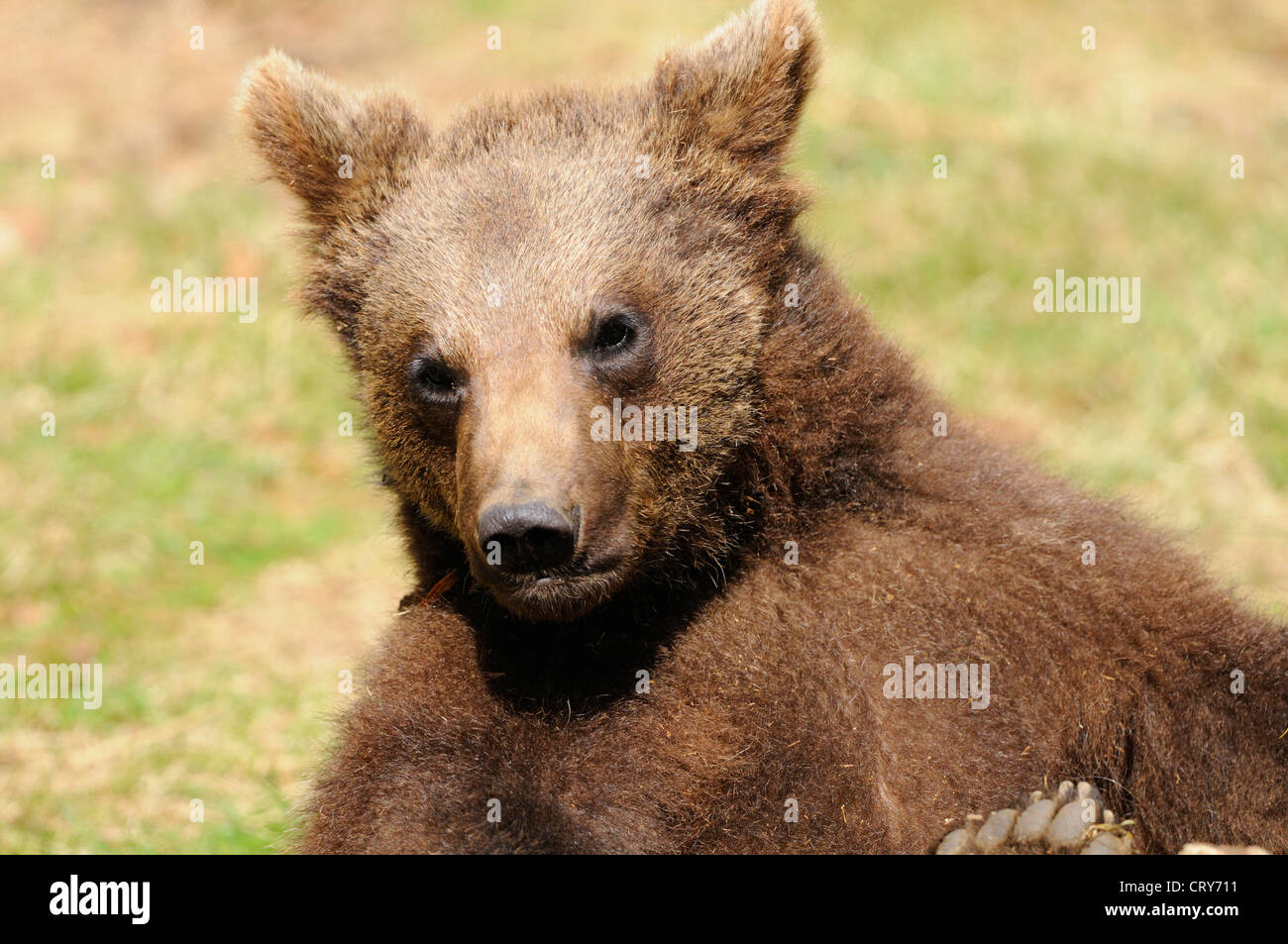 European Brown Bear Ursus arctos Stock Photo - Alamy