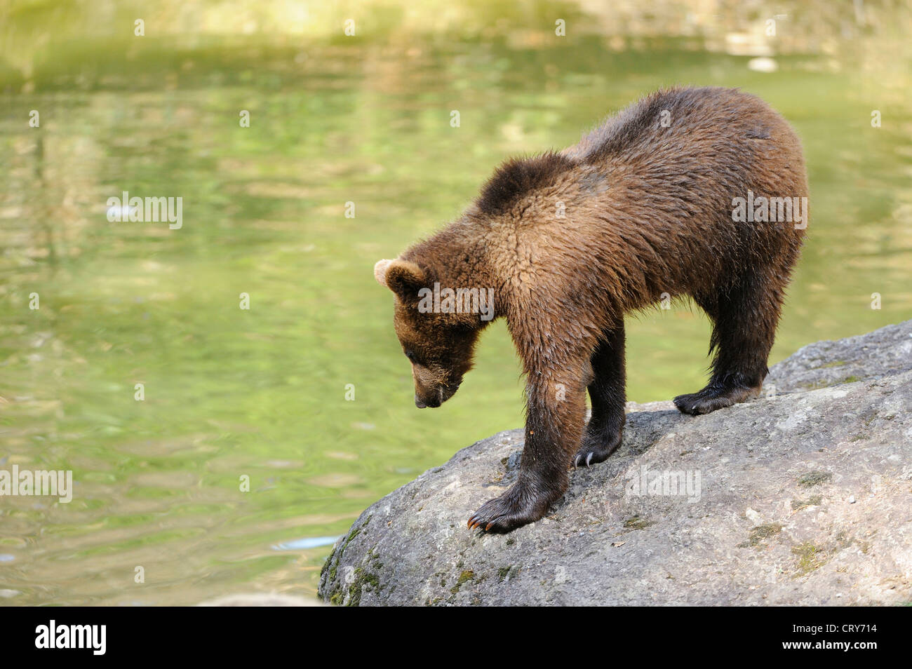 European Brown Bear Ursus arctos Stock Photo - Alamy