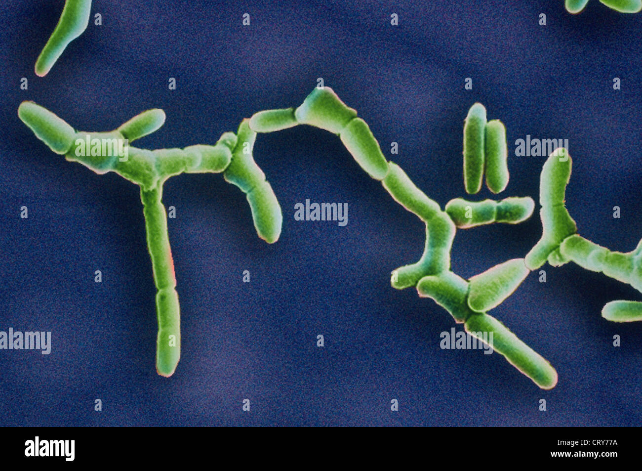 LISTERIA Stock Photo