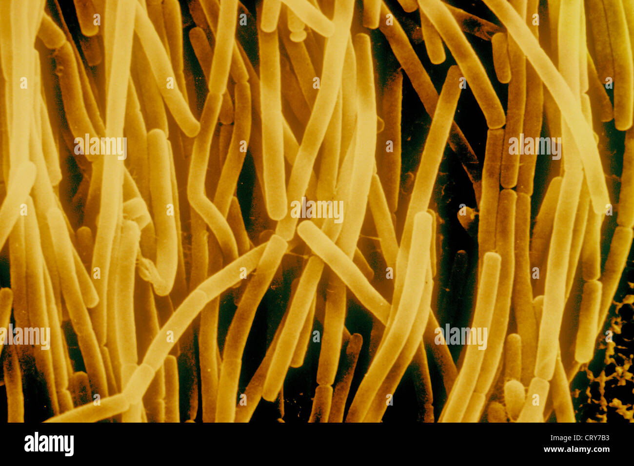 BACILLUS SUBTILIS Stock Photo