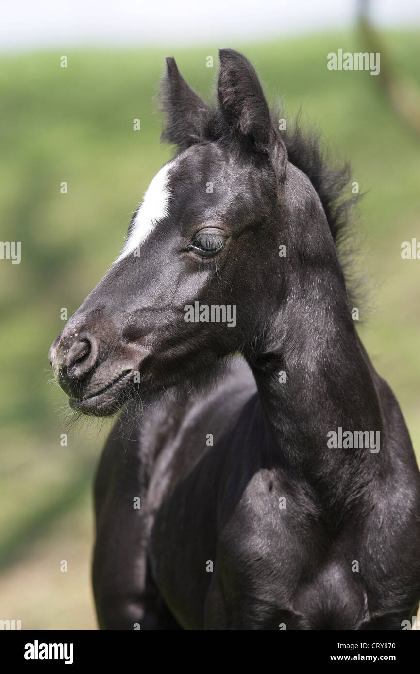 Connemara Pony (Equus ferus caballus). Portrait of black foal with blaze Stock Photo