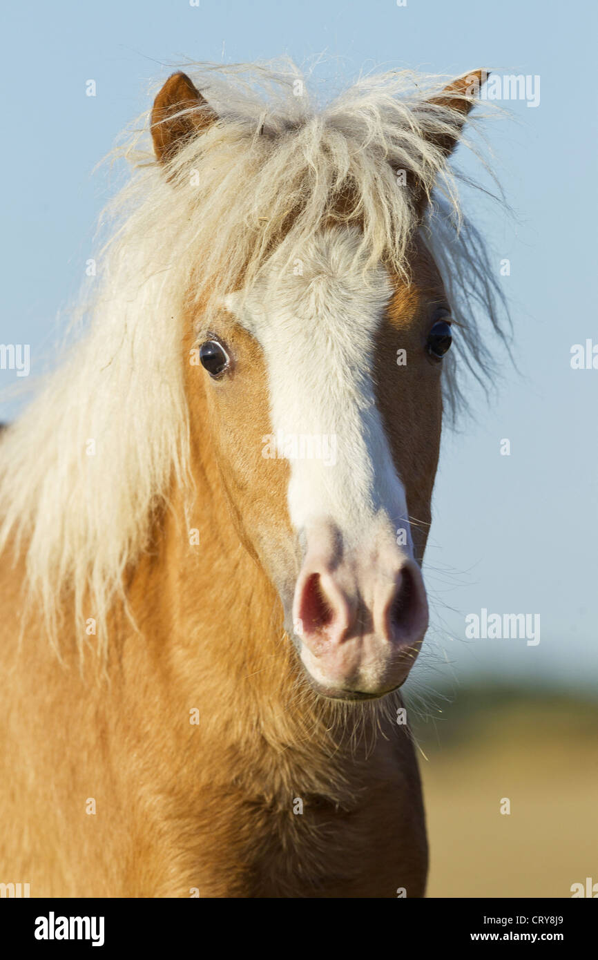 Classic Pony Portrait young mare Stock Photo