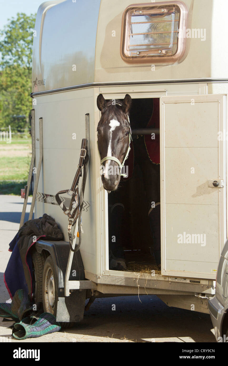 Domestic Horse looking out from horse trailer Stock Photo