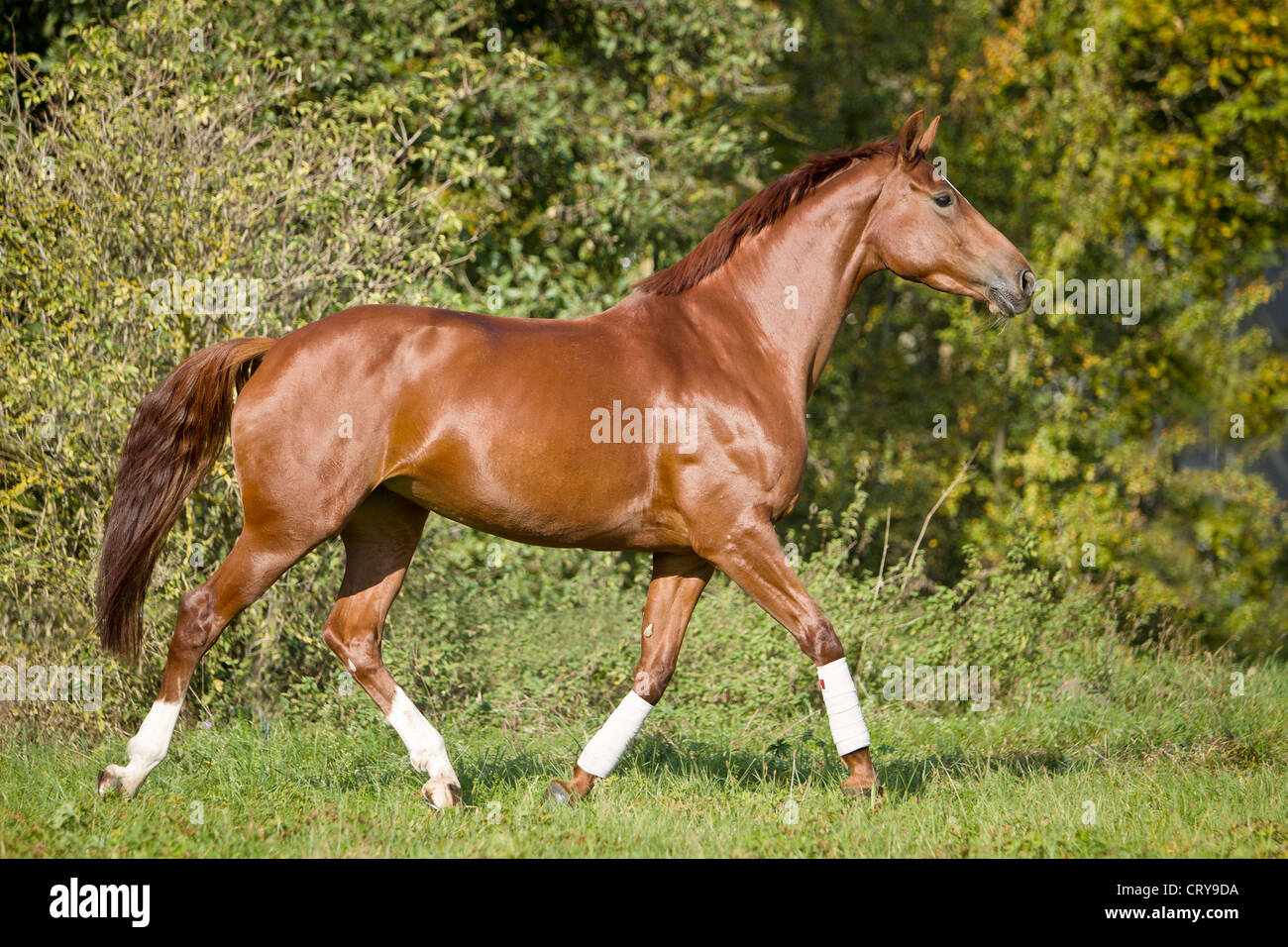 Hanoverian Horse mare Laura trotting meadow seen side-on Stock Photo