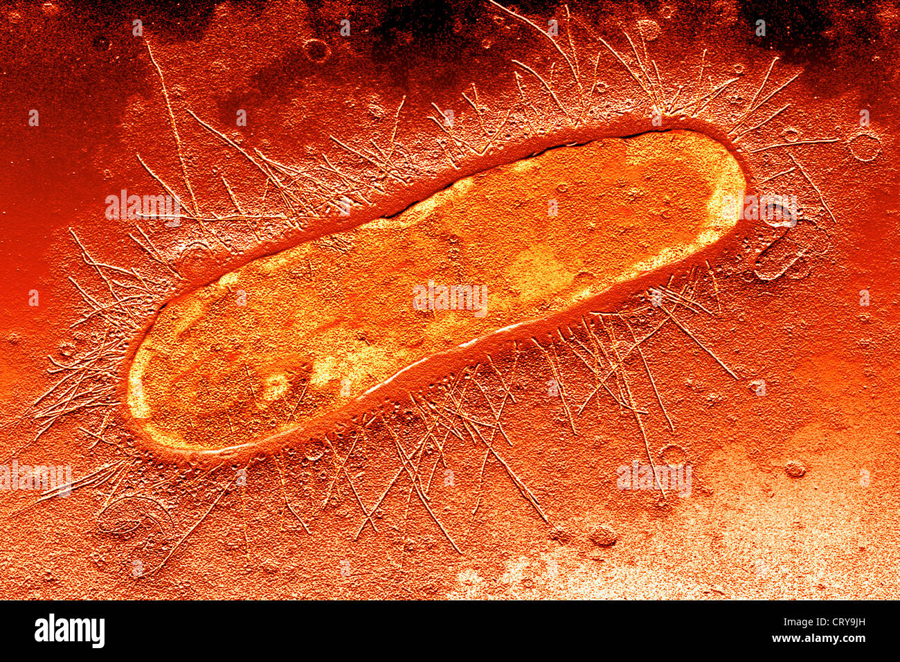 ESCHERICHIA COLI, TEM Stock Photo - Alamy