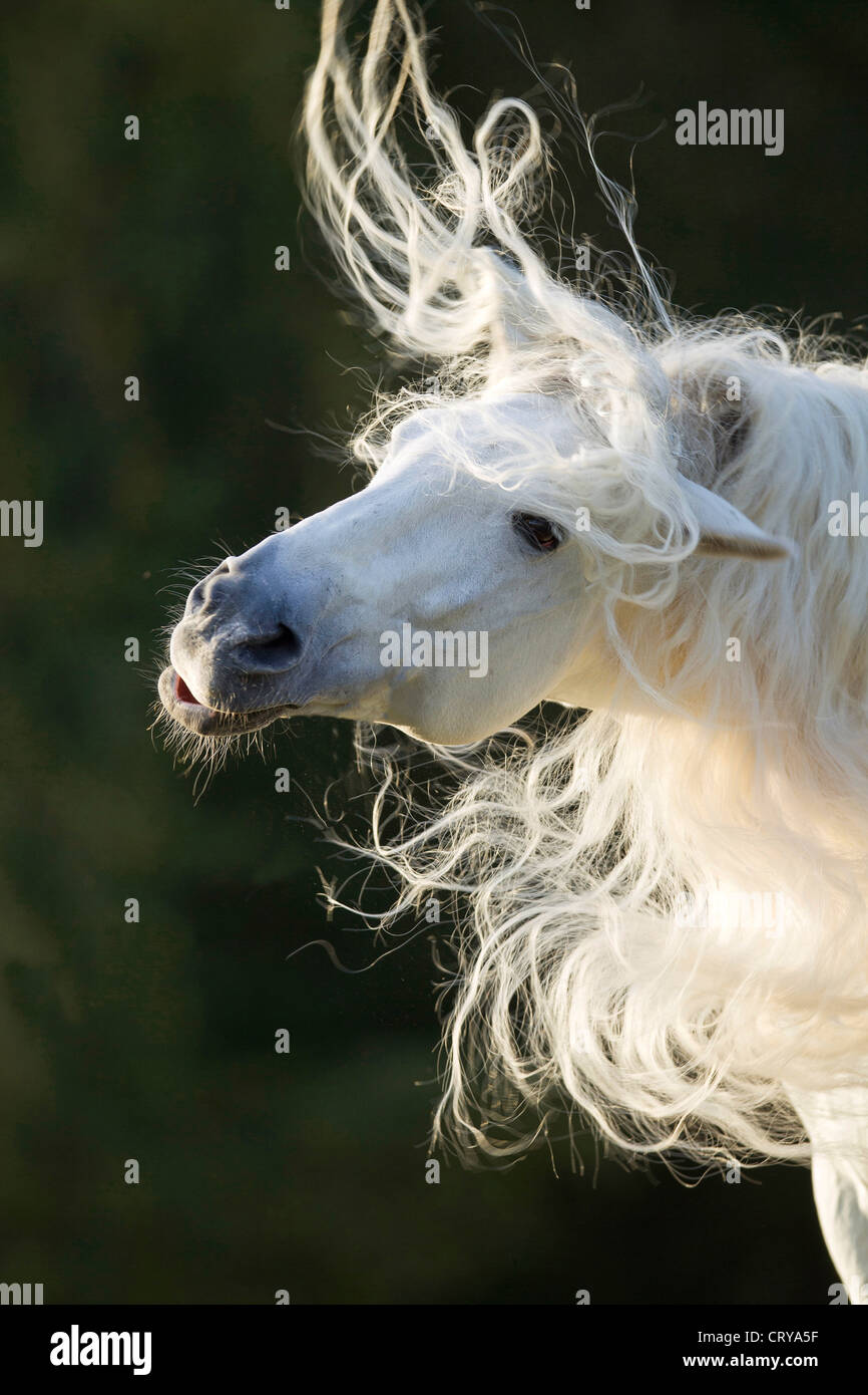 Pure Spanish Horse Andalusian Portrait stallion Caprichiosa shaking its