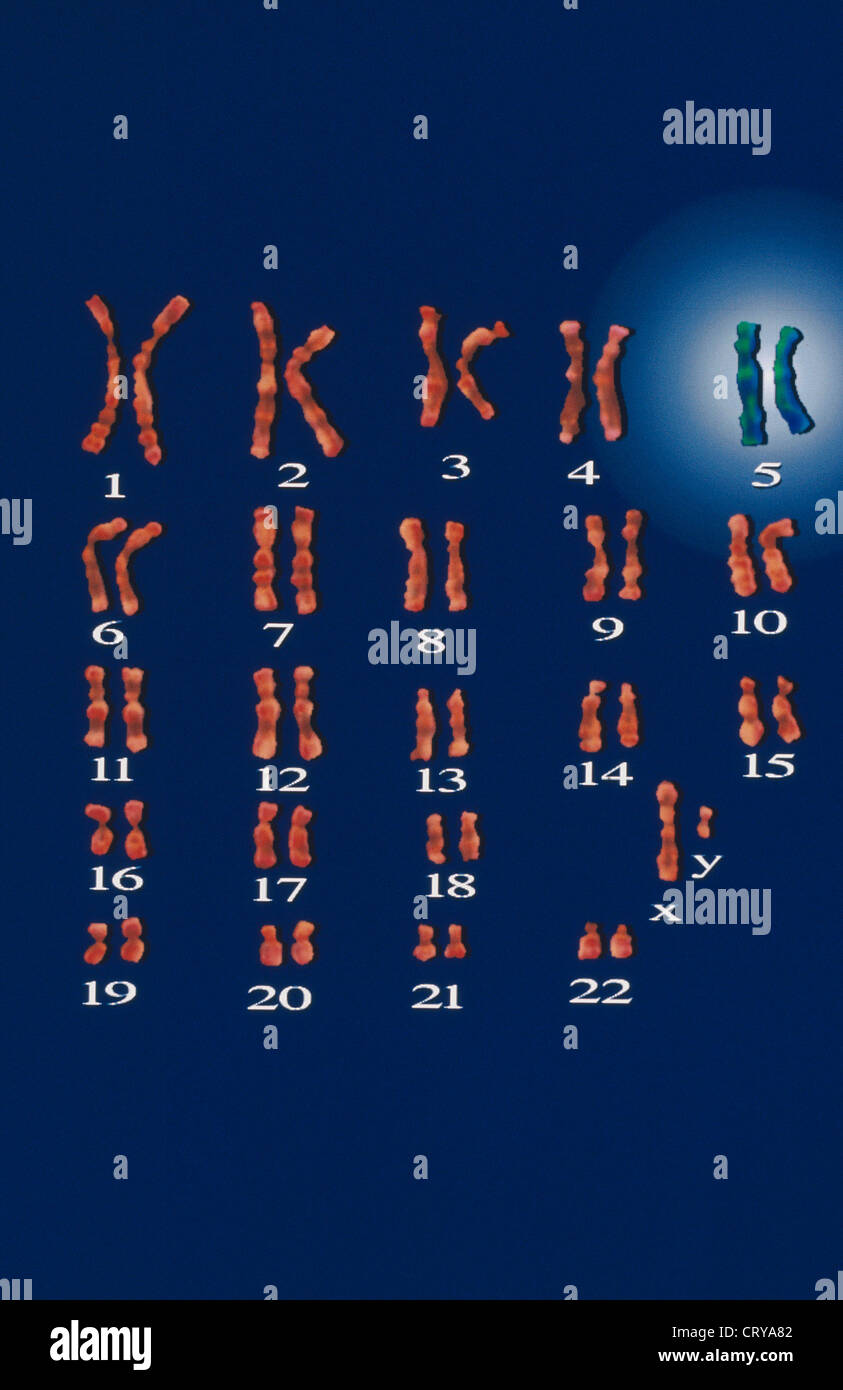 CRI DU CHAT CARYOTYPE Stock Photo