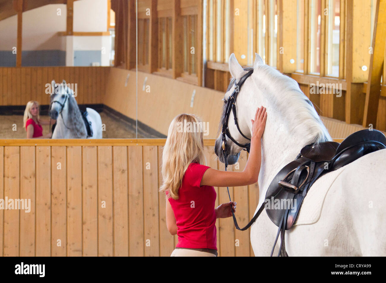 Pure Spanish Horse Andalusian Woman with the saddled stallion Napoleon standing in a riding hall with both looking into a mirror Stock Photo