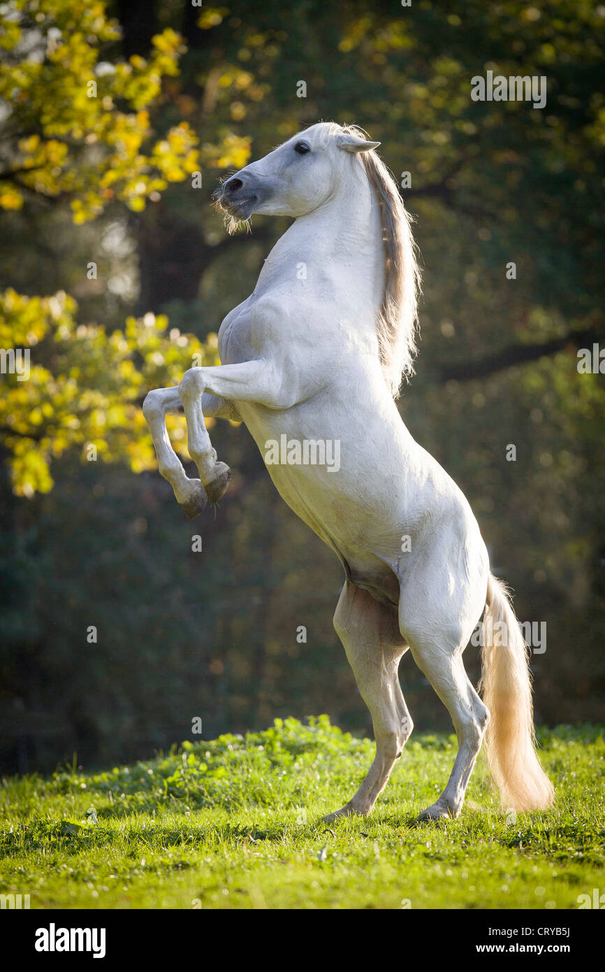 Rearing Andalusian Horse High Resolution Stock Photography and Images ...