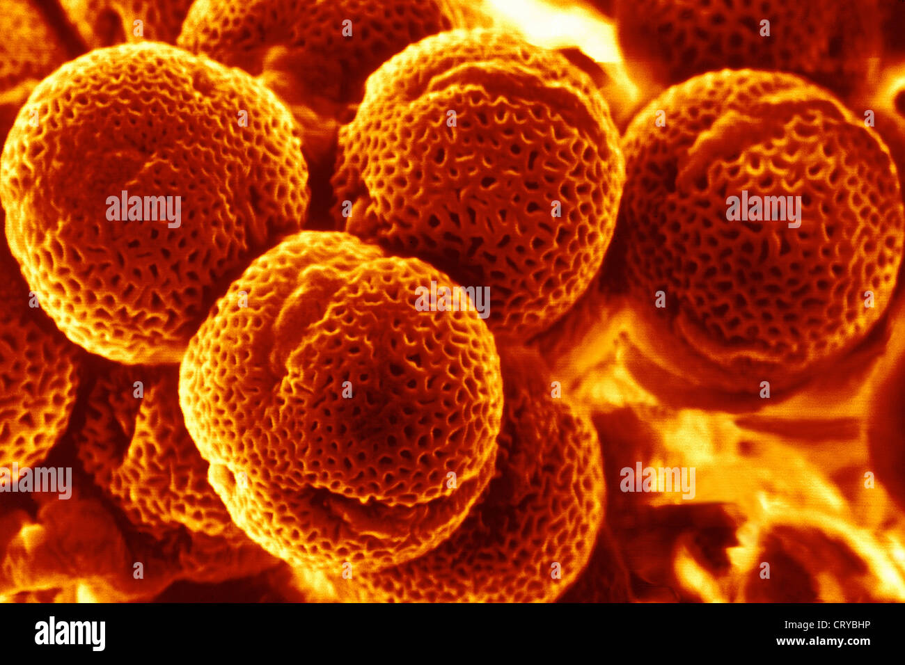 pollen-stock-photo-alamy