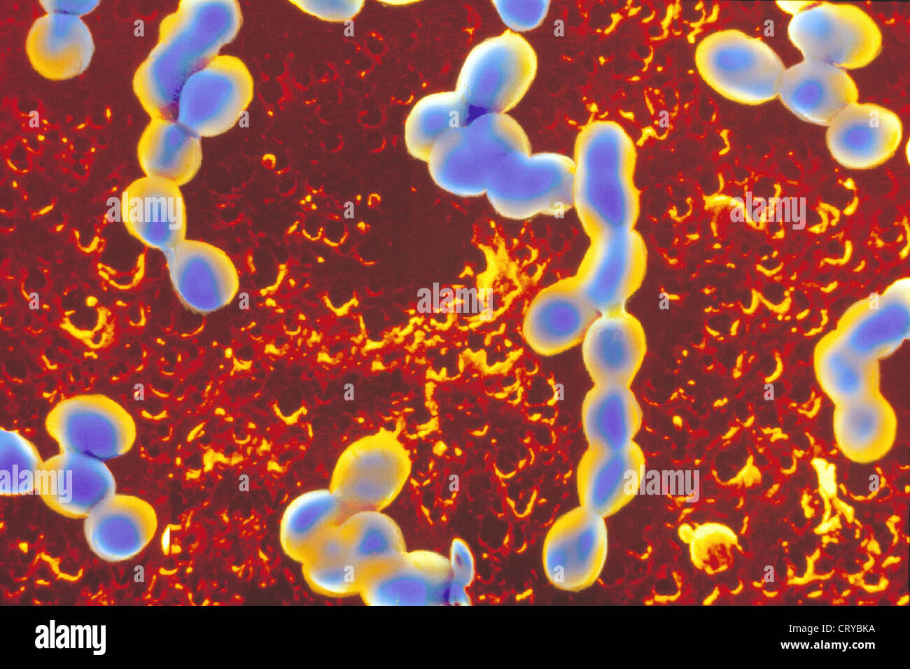 Streptococcus bacteria sem hi-res stock photography and images - Alamy