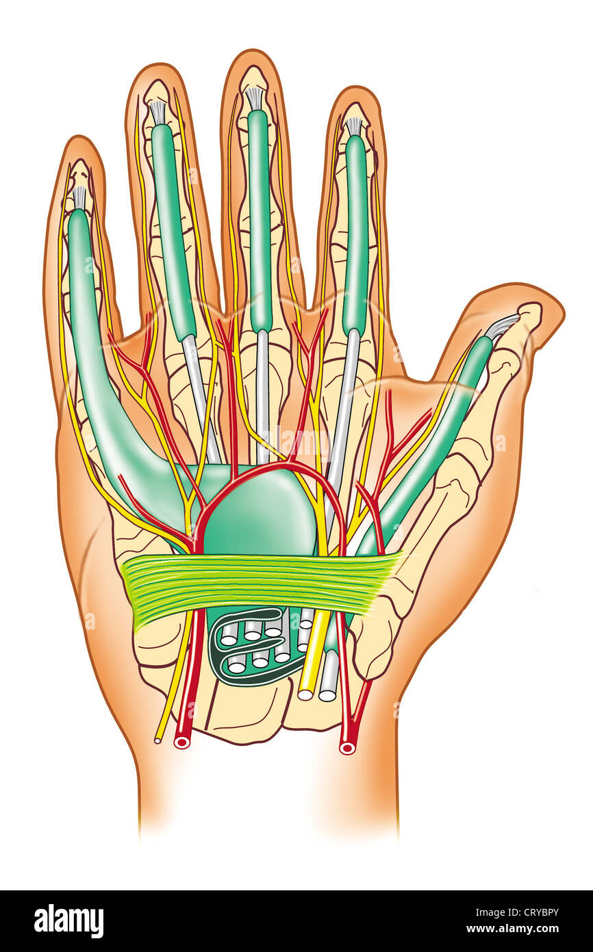 Flexor retinaculum hi-res stock photography and images - Alamy