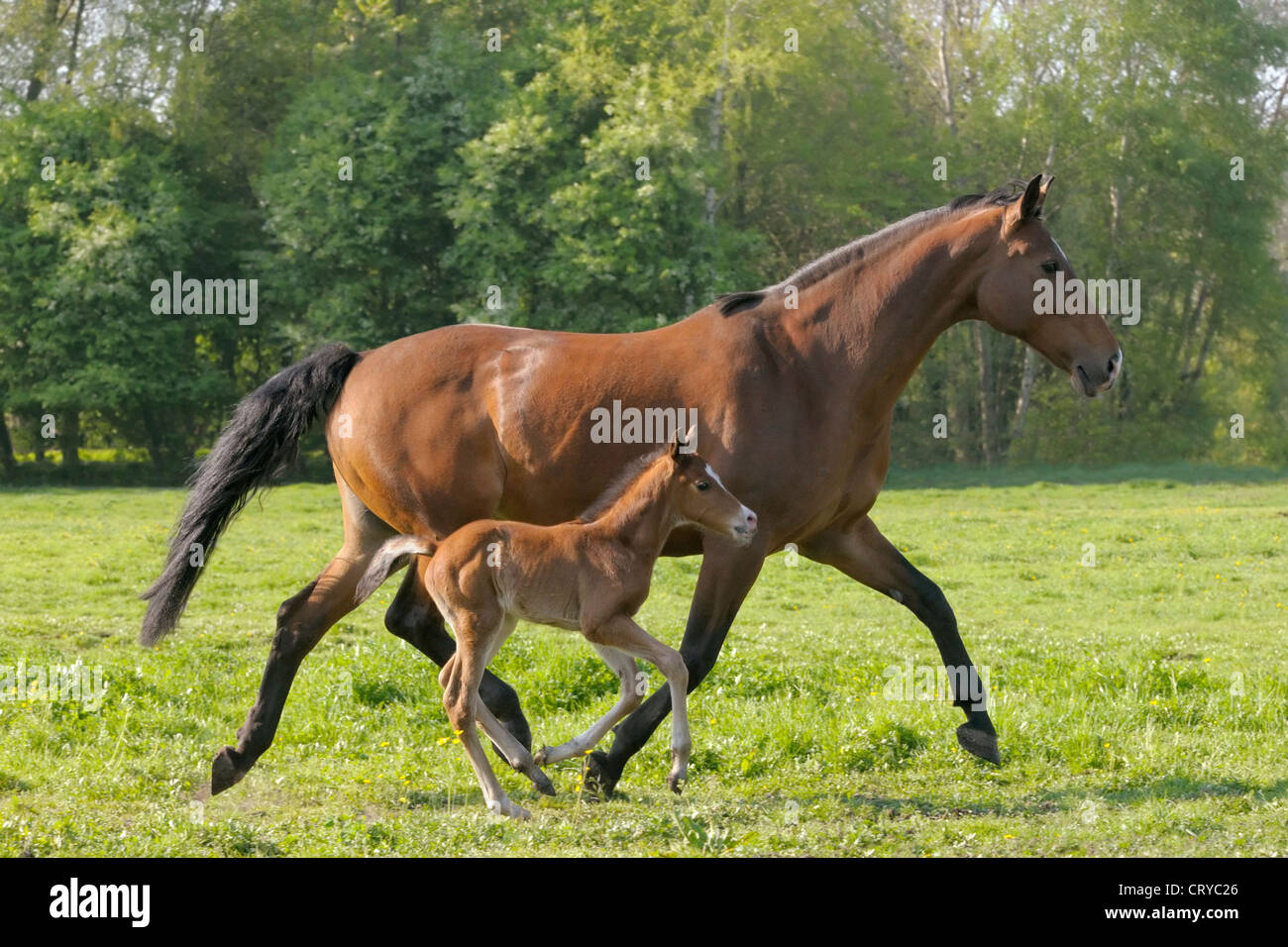 Oldenburg baby hi-res stock photography and images - Alamy