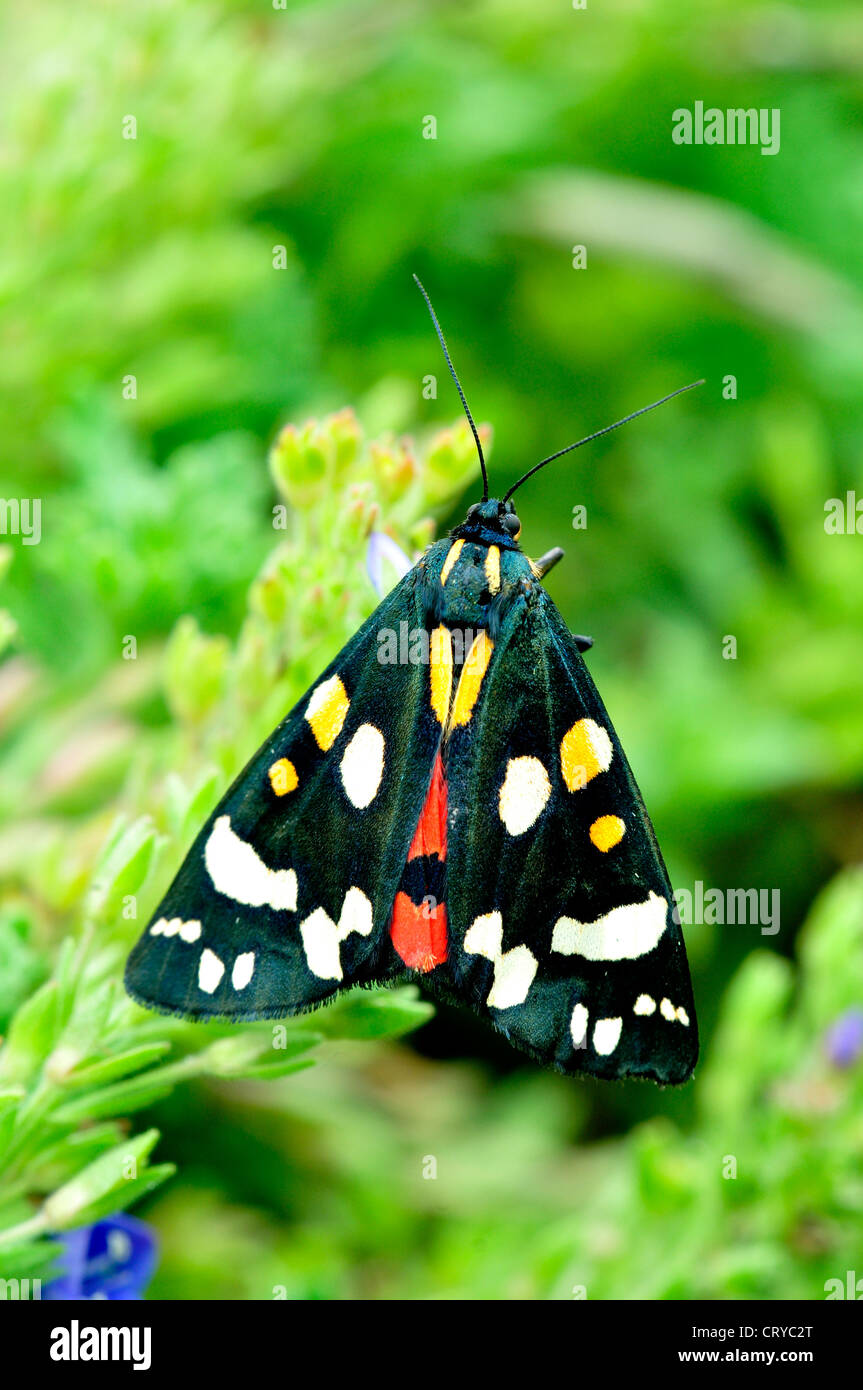 scarlet tiger moth callimorpha dominula Stock Photo