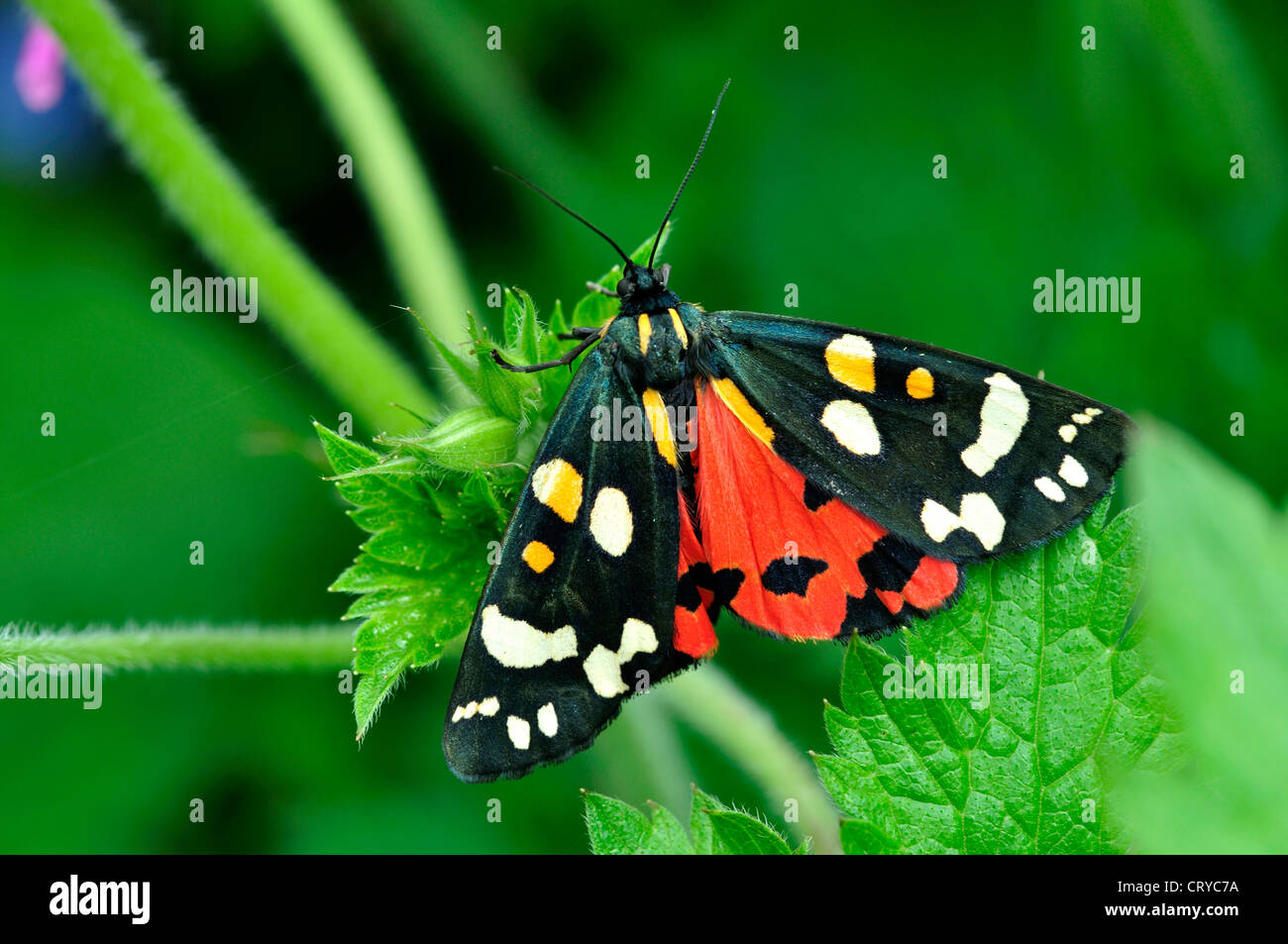scarlet tiger moth callimorpha dominula Stock Photo