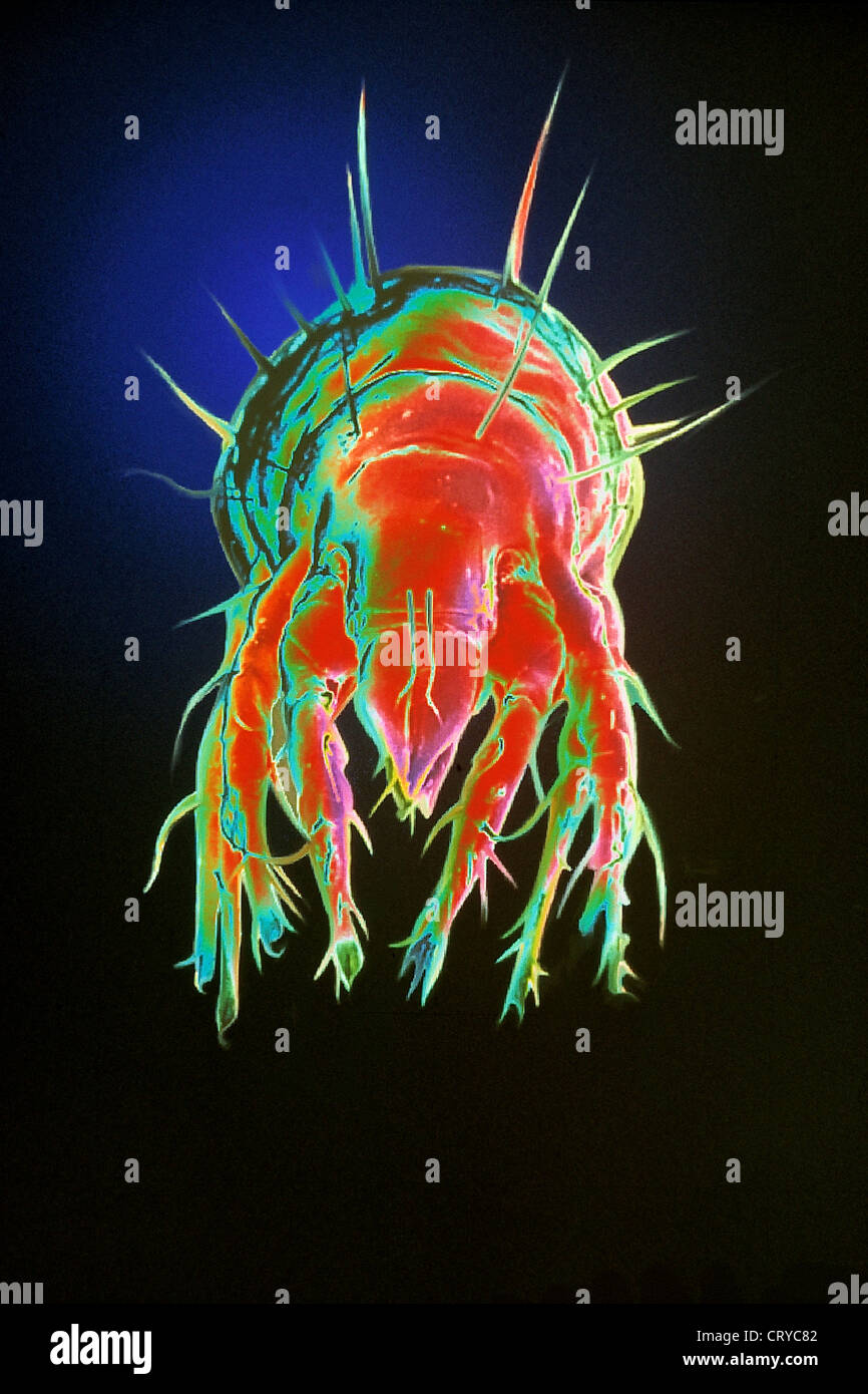 Dust mite allergens hires stock photography and images Alamy