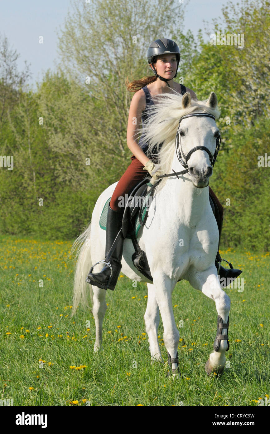Young rider on a German Riding Pony galloping on a meadow in spring