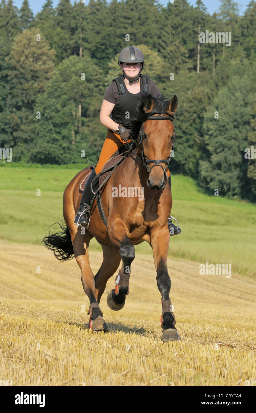 Young rider wearing a body protector on  a spirited Holstein horse galloping in a stubble field Stock Photo