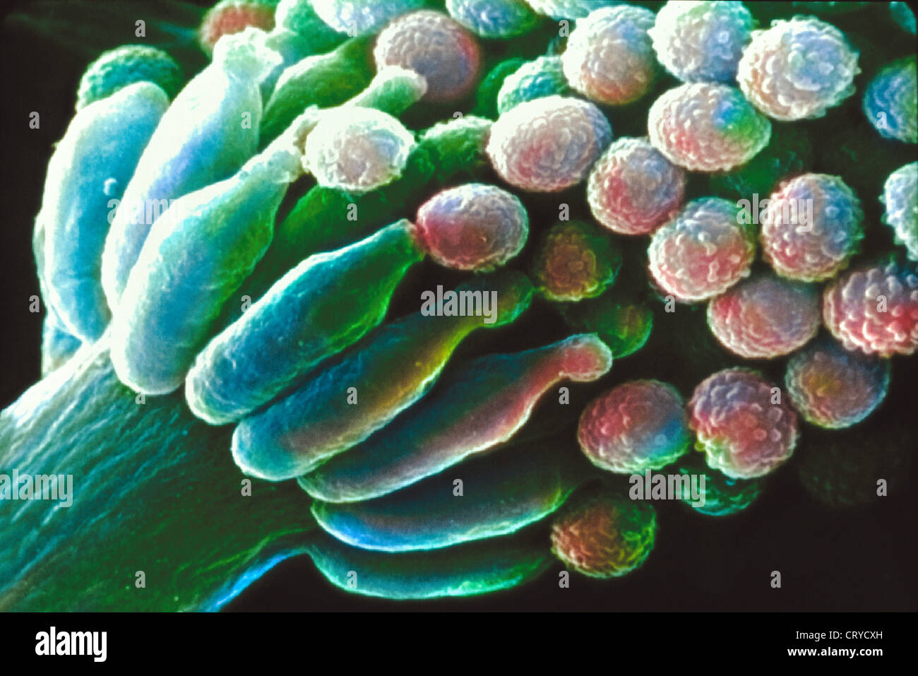 ASPERGILLUS FUMIGATUS Stock Photo - Alamy