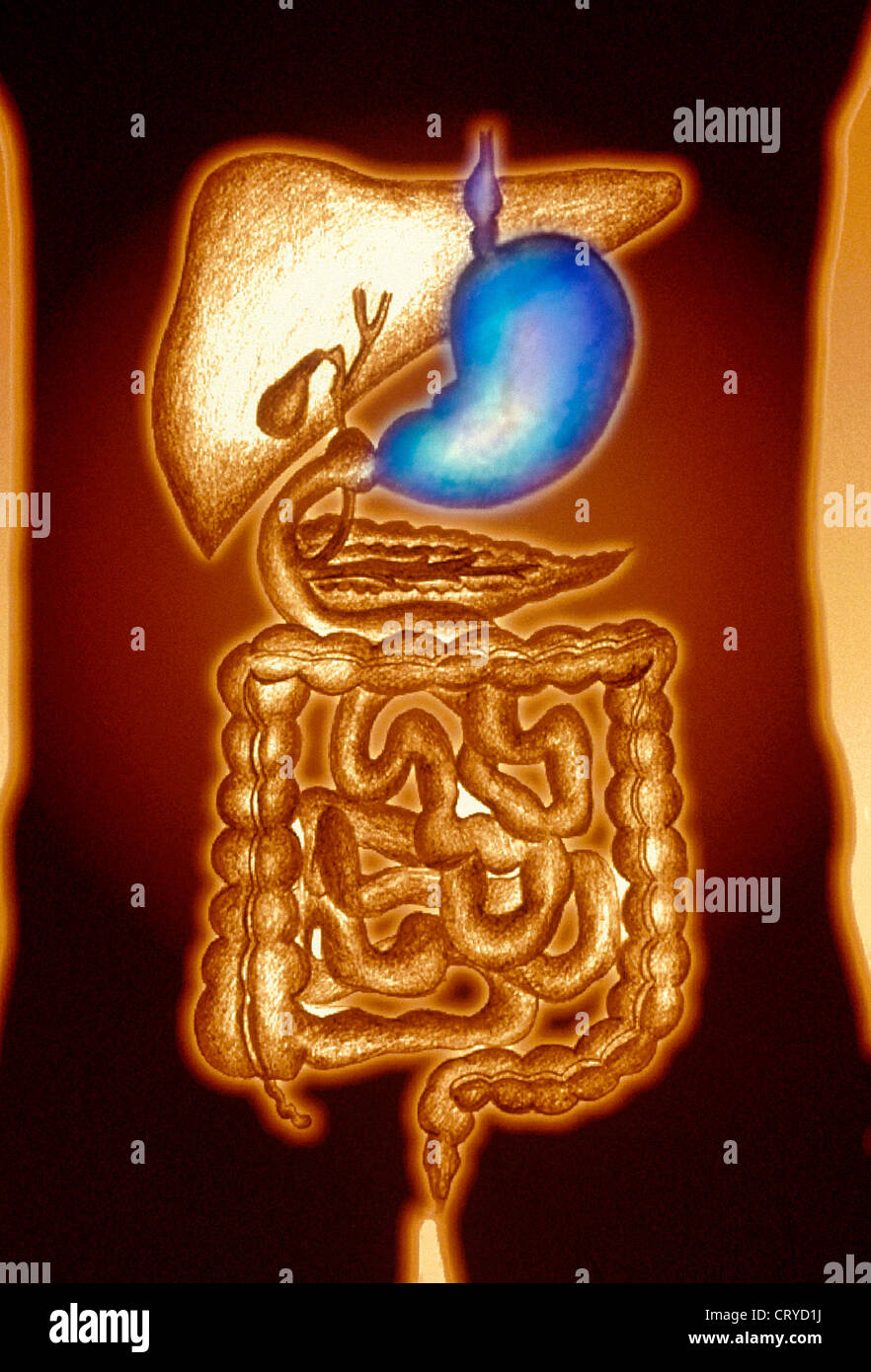 STOMACH, DRAWING Stock Photo