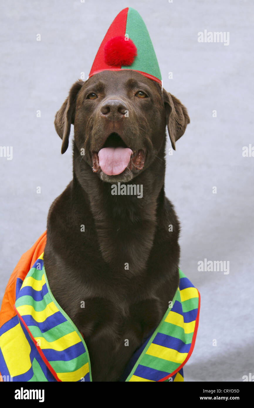 Choco Labrador dressed up as clown Stock Photo Alamy