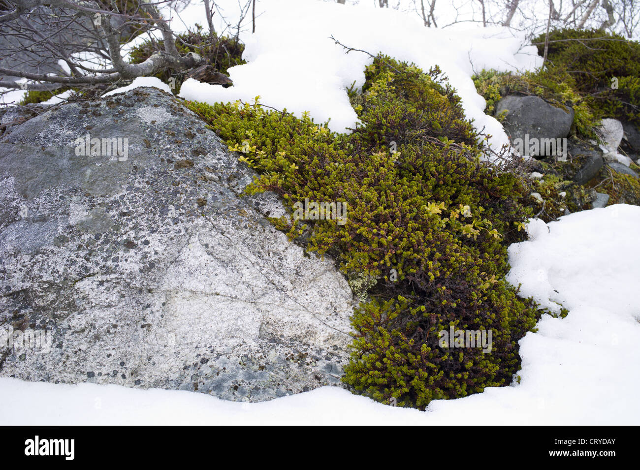 Arctic plants hires stock photography and images Alamy