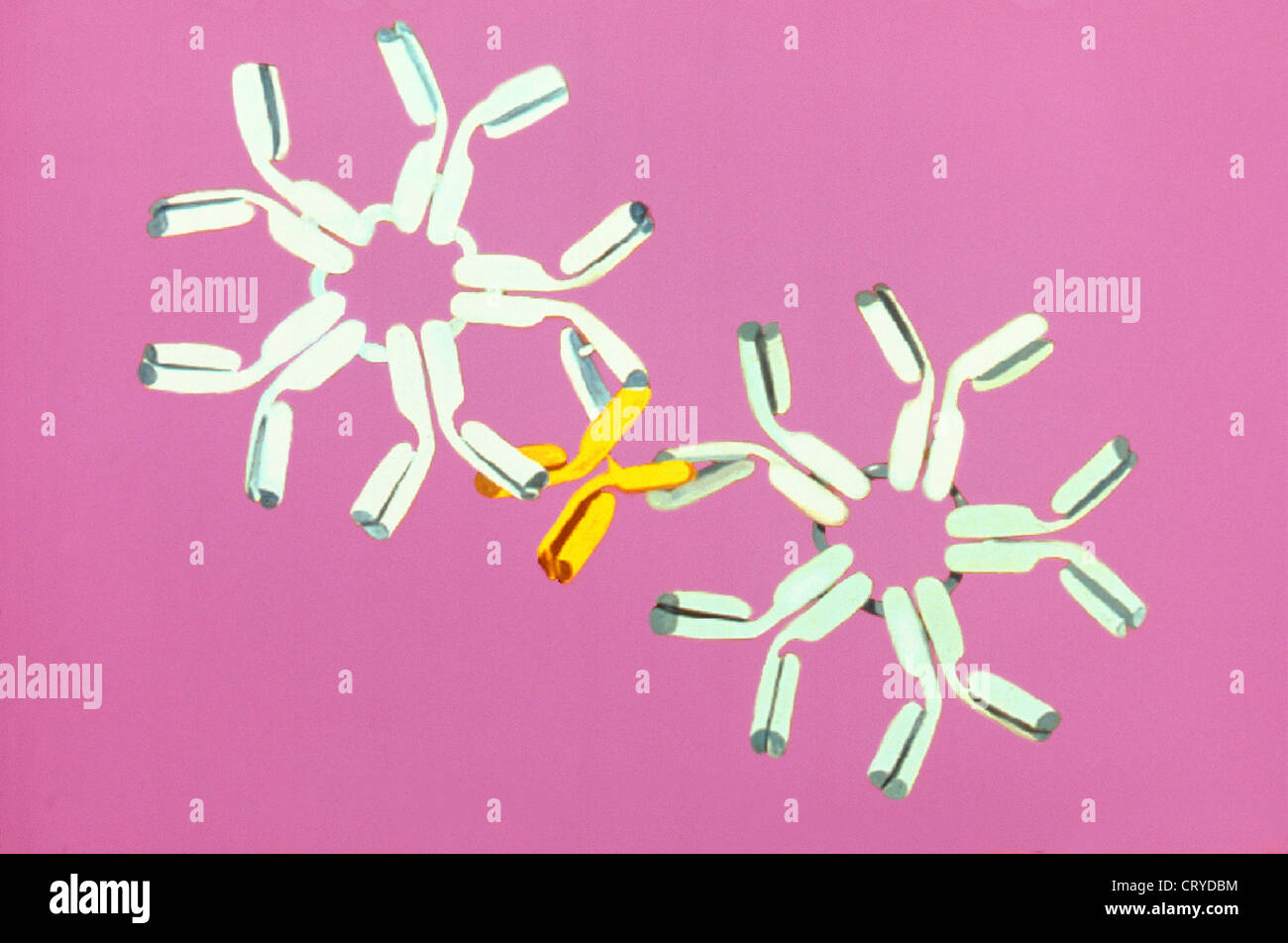 Antibody hi-res stock photography and images - Alamy