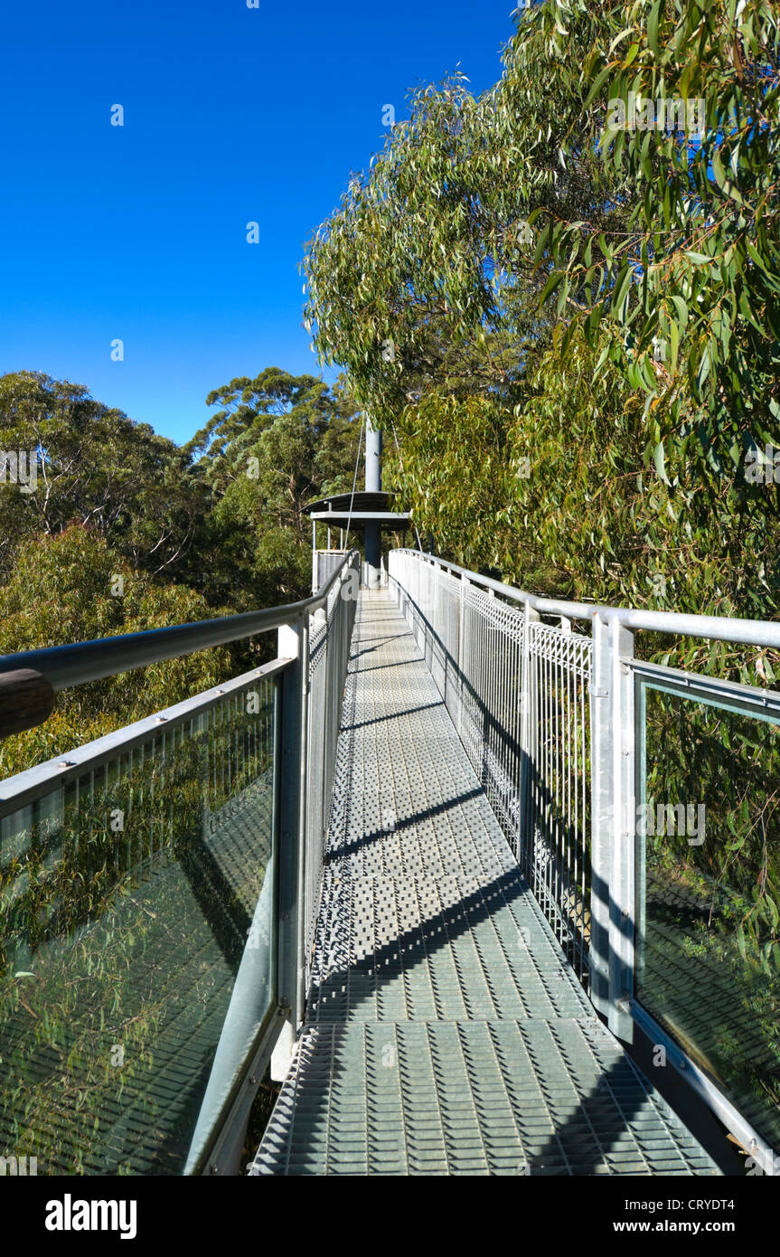 Illawarra Fly Tree Top Walk, near Wollongong, New South Wales