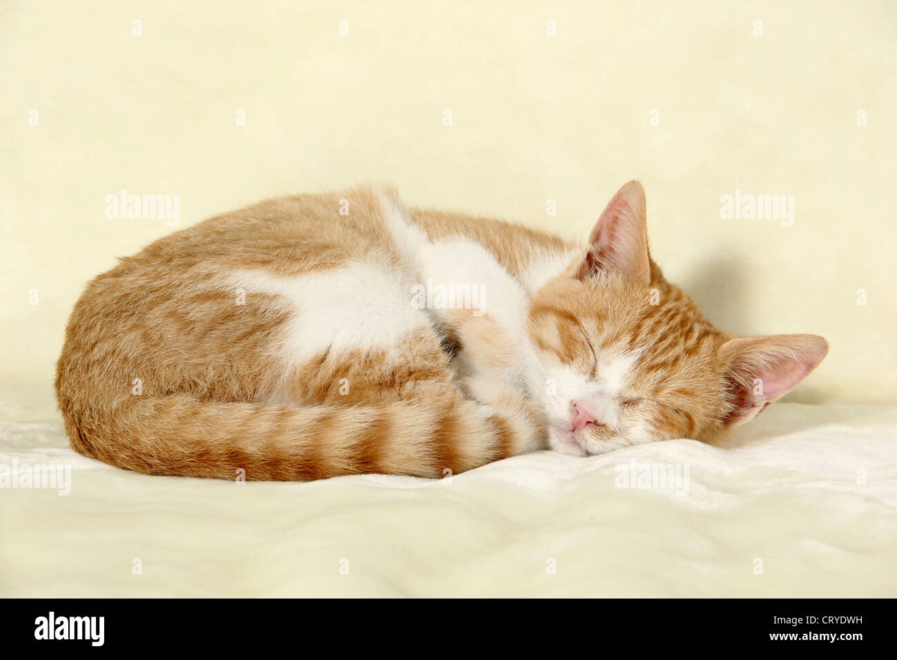 Domestic Cat sleeping curled-up Studio picture against white background ...