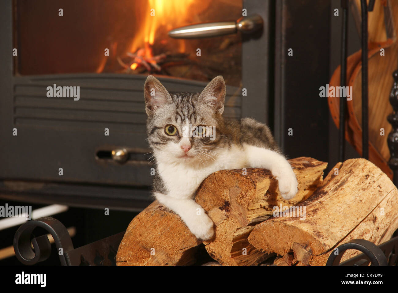Domestic Cat Tabby cat lying fire wood front stove Stock Photo Alamy