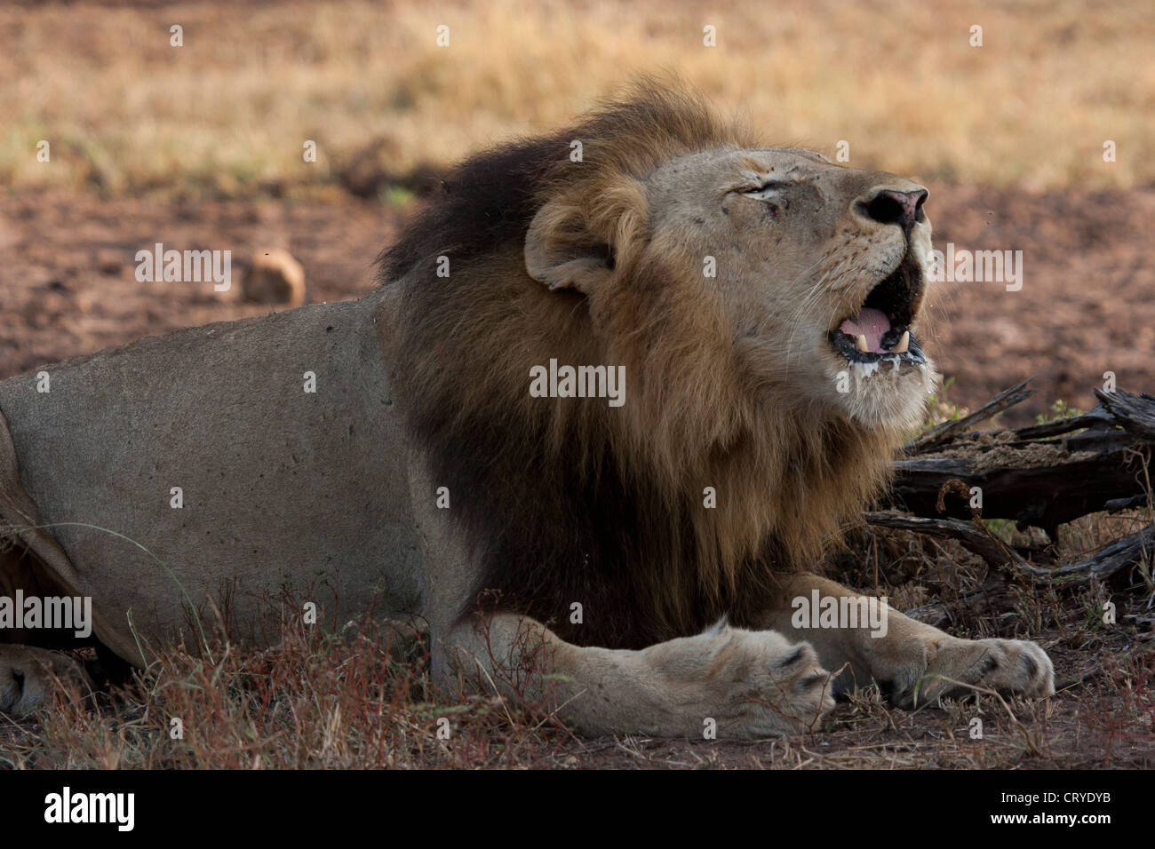 African lion roaring hi-res stock photography and images - Alamy