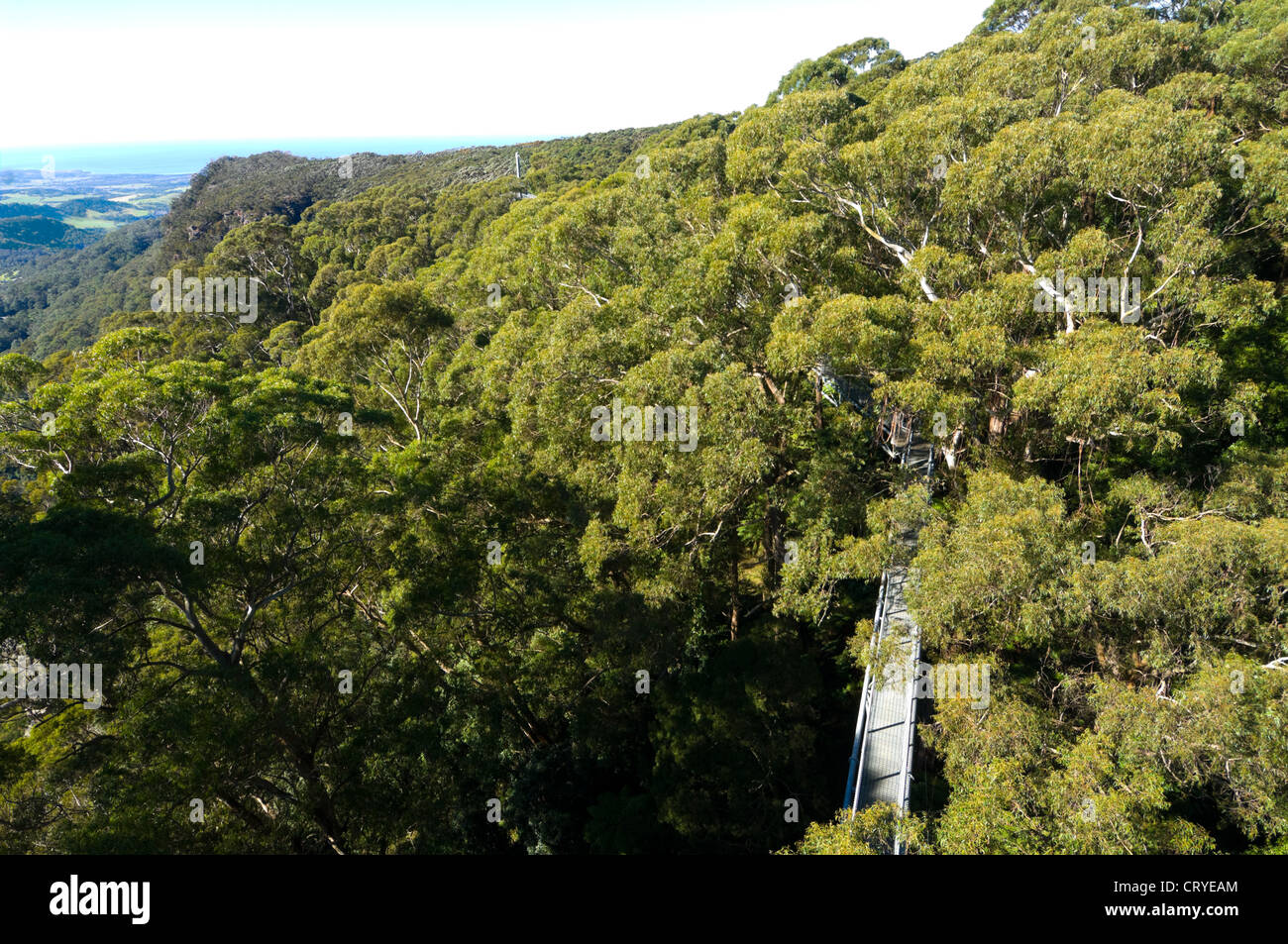 Illawarra Fly Tree Top Walk, near Wollongong, New South Wales