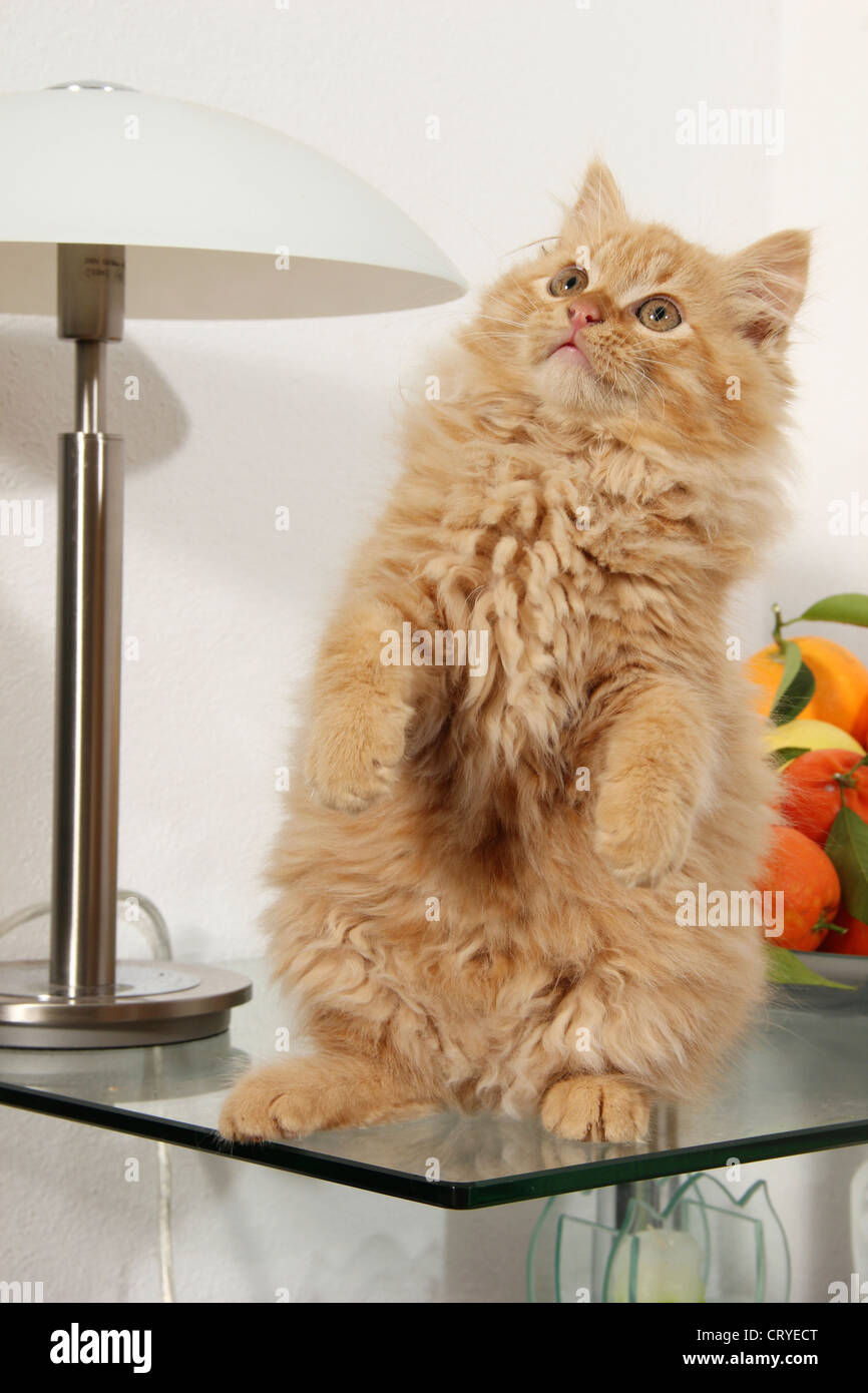 Domestic Cat sitting its haunches glass table Stock Photo Alamy