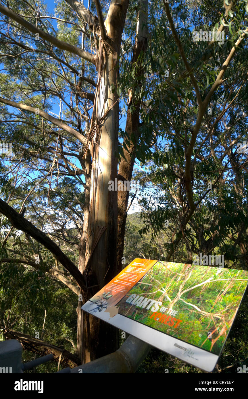 Illawarra Fly Tree Top Walk, near Wollongong, New South Wales, Australia Stock Photo