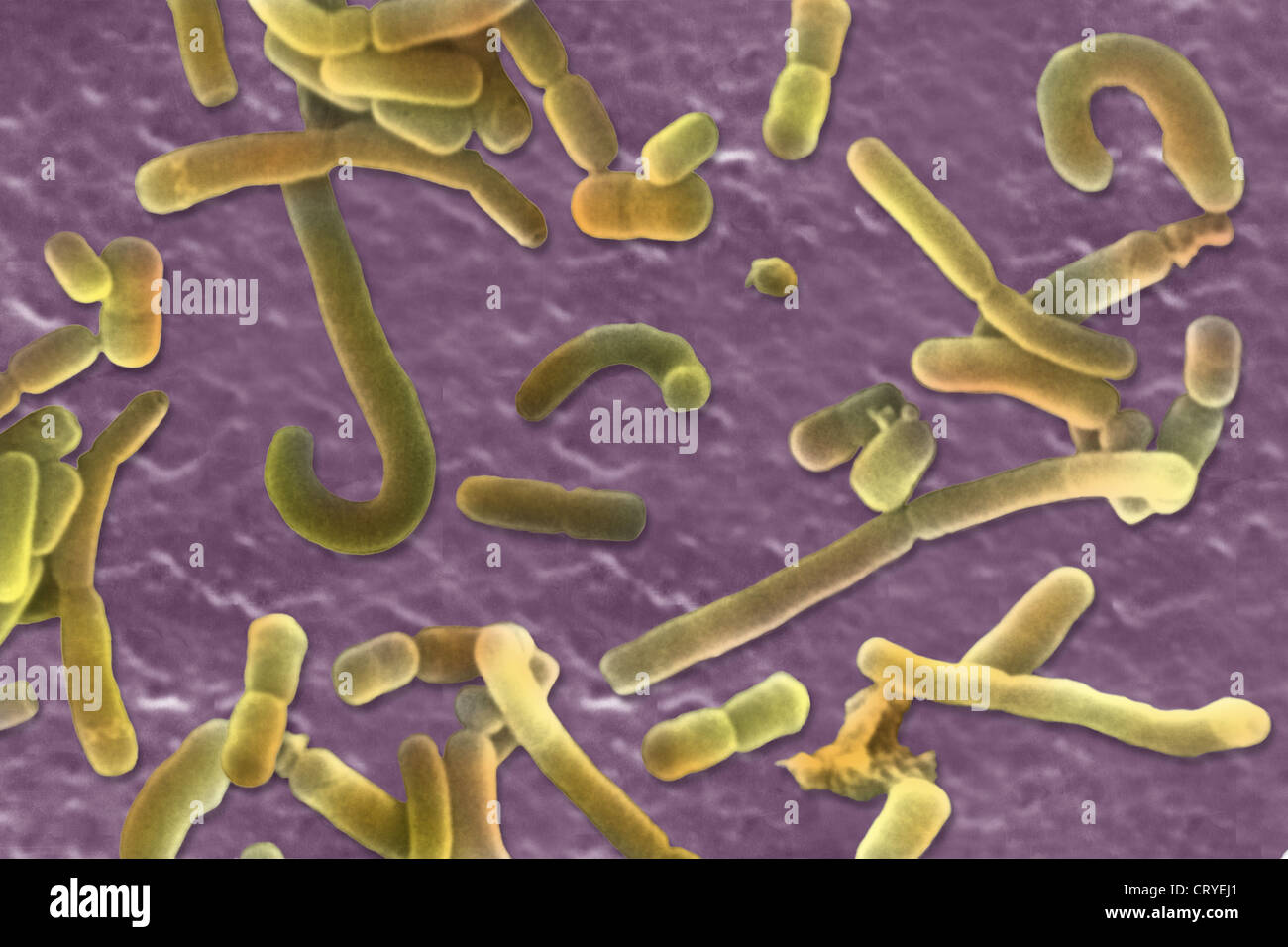 Lactobacillus Stock Photos & Lactobacillus Stock Images - Alamy