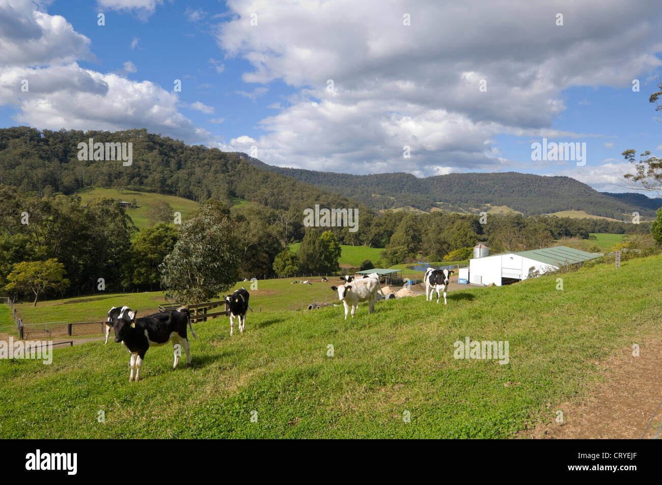 Dairy Farm, Kangaroo Valley, New South Wales, NSW, Australia Stock