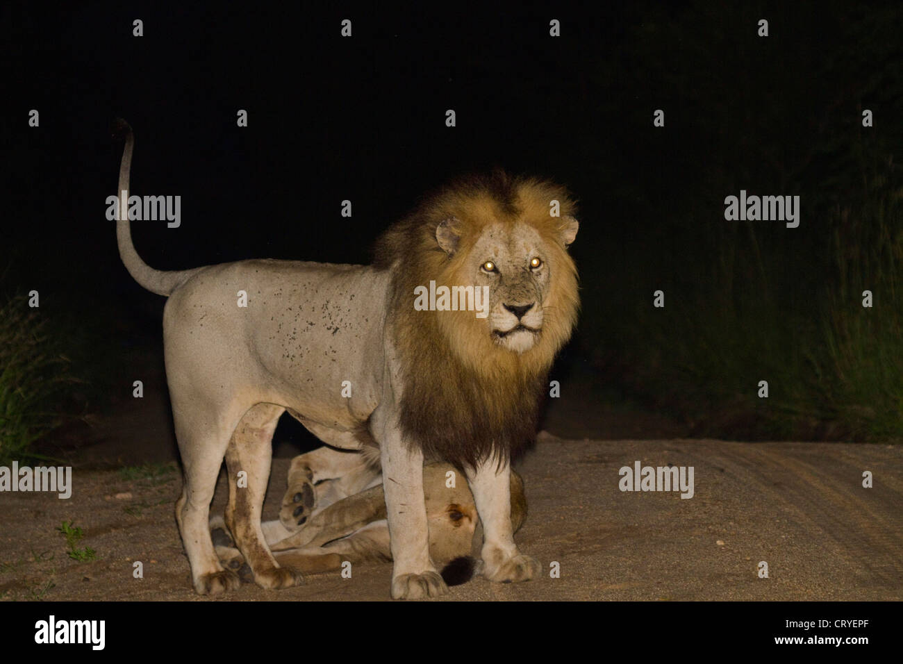 Male lion looking alert with a female asleep on the ground behind him. Stock Photo