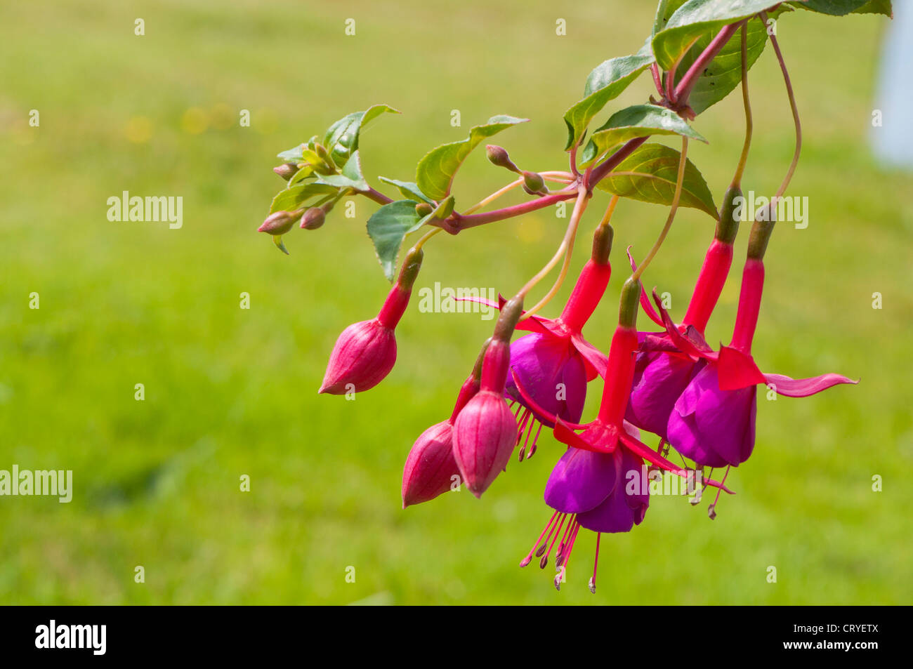 pink flower blooming - dangling bells Stock Photo