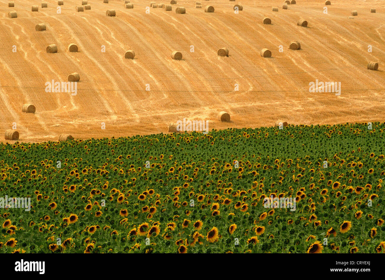 Sunflower field in southern France Stock Photo - Alamy