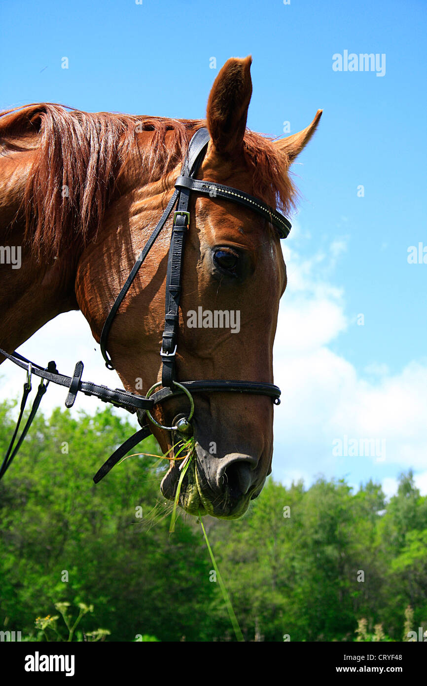 Beautiful horse on a meadow in the summer Stock Photo - Alamy
