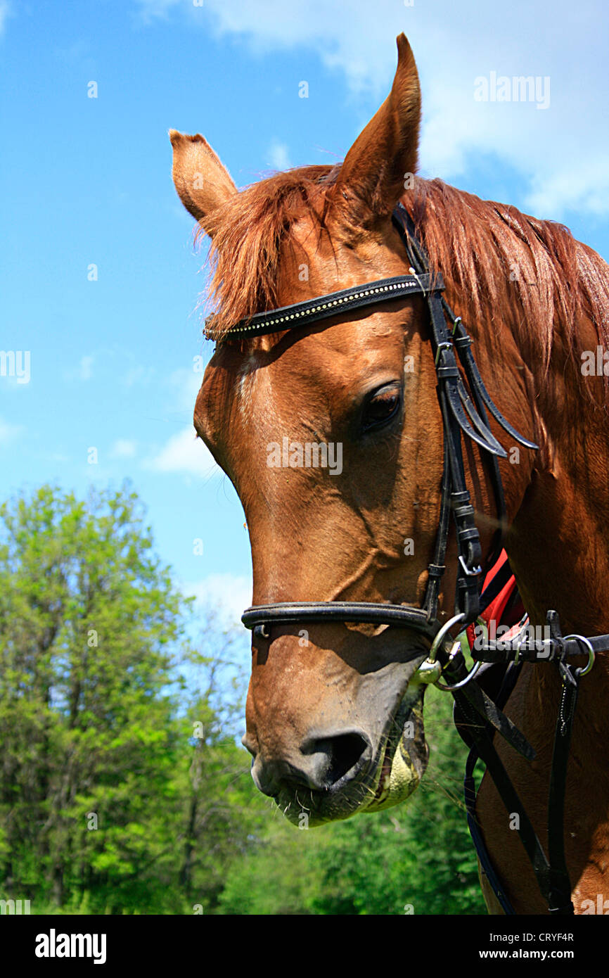 Beautiful horse on a meadow in the summer Stock Photo - Alamy
