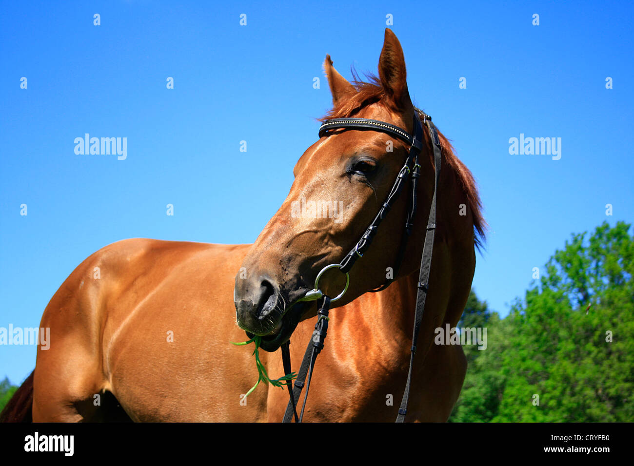 Beautiful horse on a meadow in the summer Stock Photo - Alamy