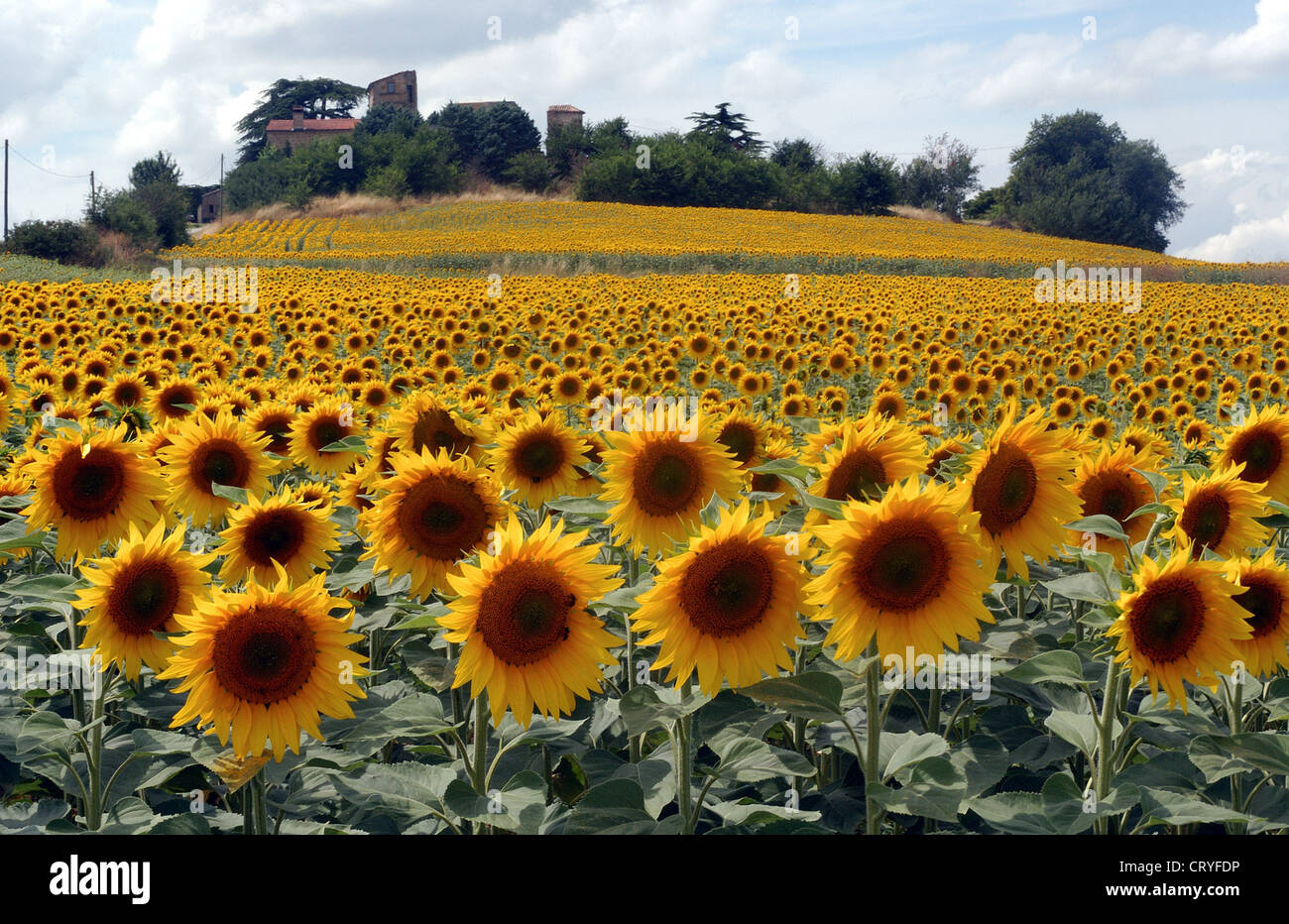 Sunflower field in southern France Stock Photo - Alamy