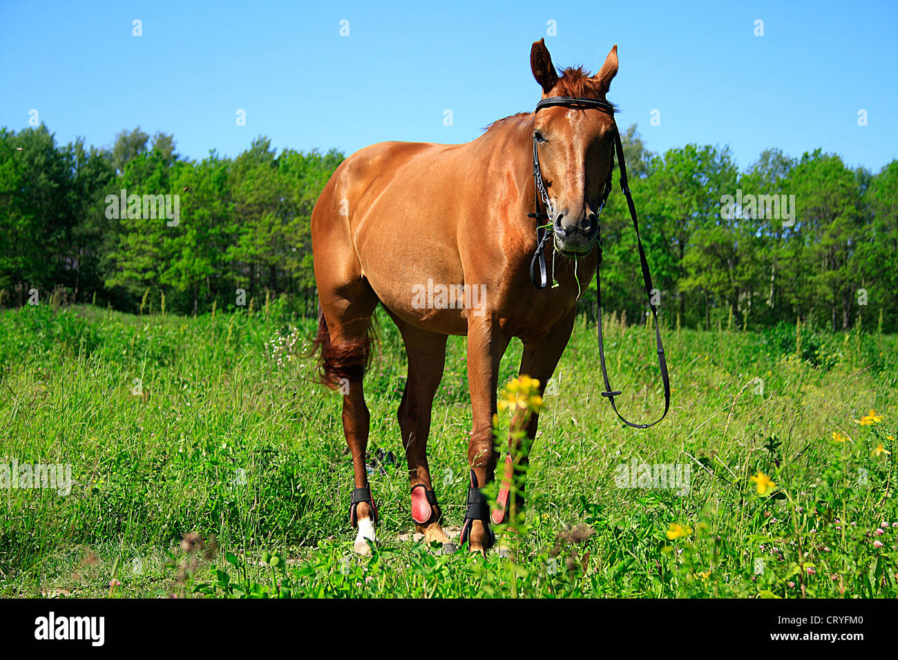 Beautiful horse on a meadow in the summer Stock Photo - Alamy