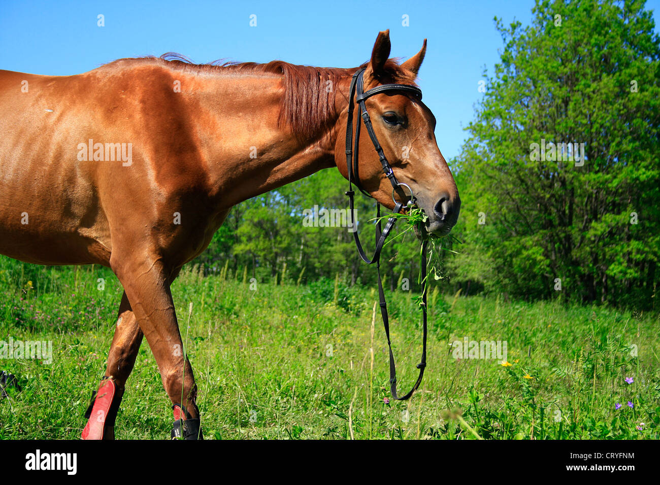 Beautiful horse on a meadow in the summer Stock Photo - Alamy