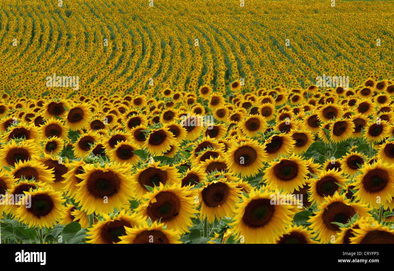 Sunflower field in southern France Stock Photo