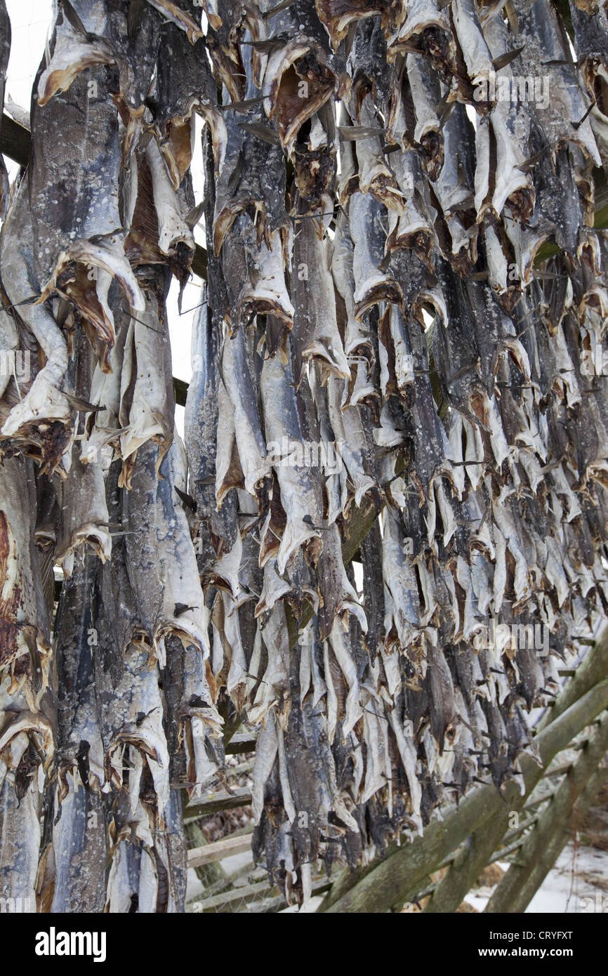 Stockfish cod drying on traditional racks, hjell, in the Arctic Circle