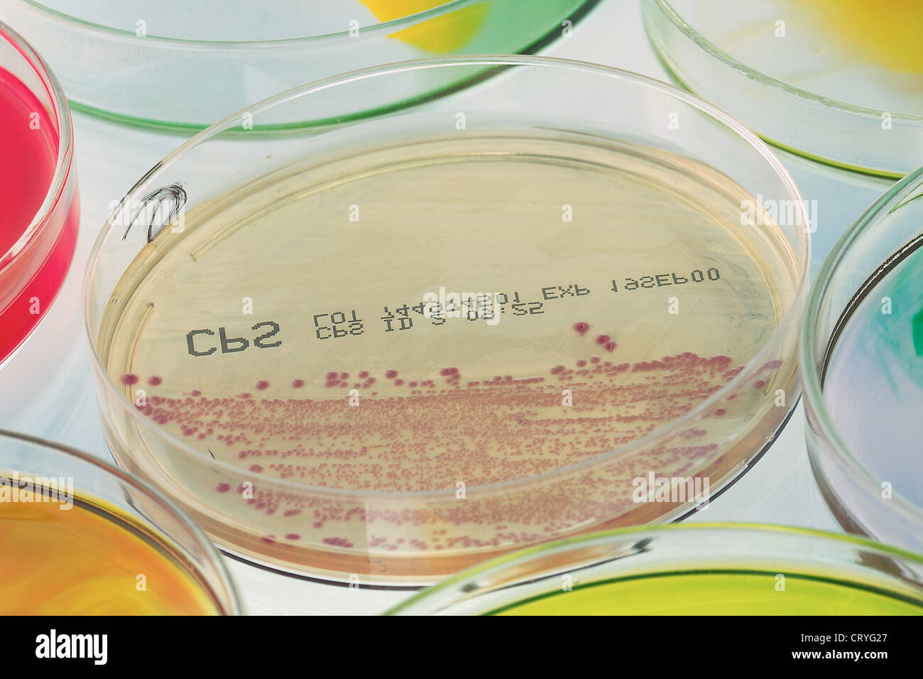 Group b strep bacteria hires stock photography and images Alamy