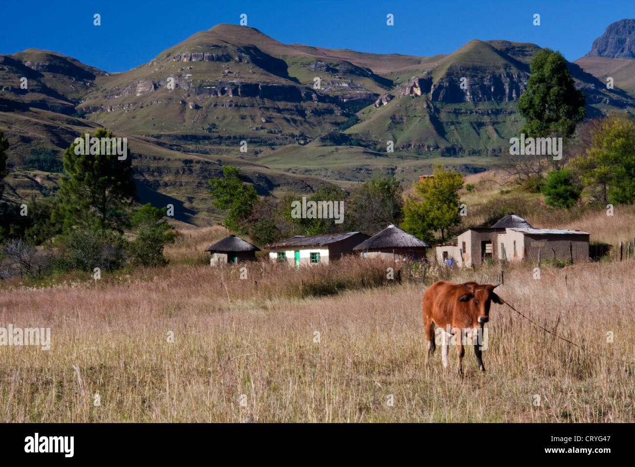 A cow tethered near rural huts in the Drakensberg Stock Photo - Alamy